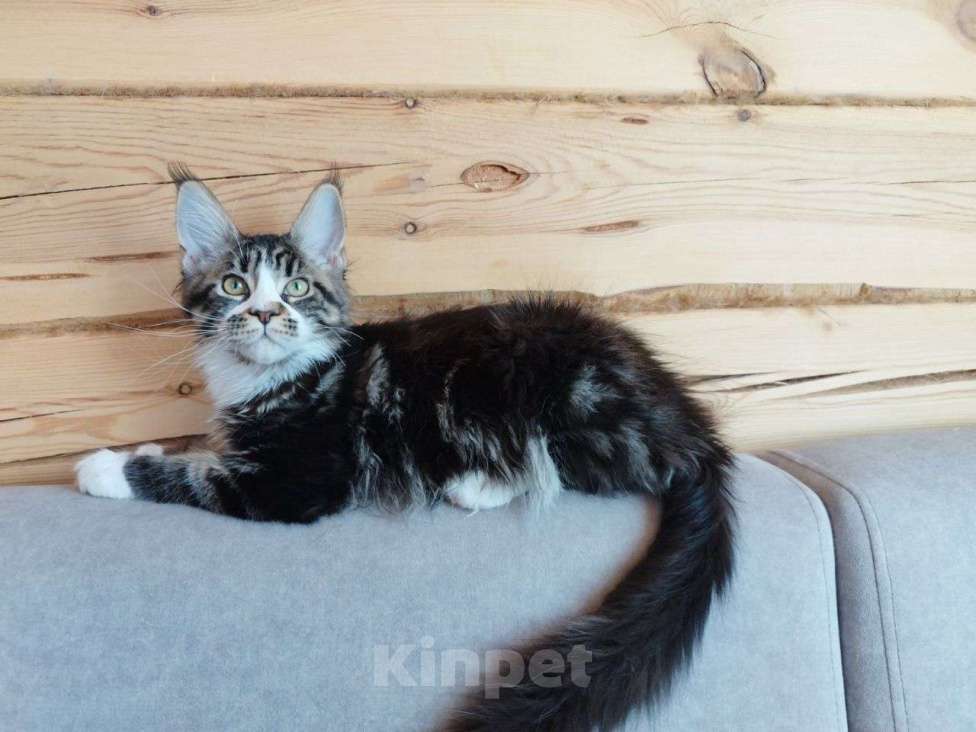 Кошки в Чите: Продается котенок мейнкун Девочка, 35 000 руб. - фото 3