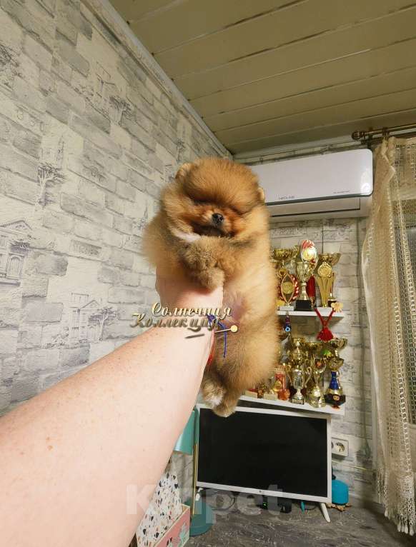 Собаки в Москве: Девочка померанского шпица из племенного питомника РКФ Девочка, Бесплатно - фото 2