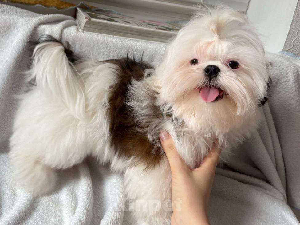 Собаки в Краснодаре: Щенок ши-тцу с родословной. Щенки ши-тсу Девочка, 35 990 руб. - фото 7