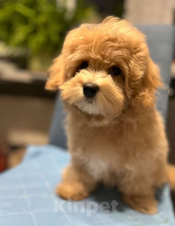 Собаки в Москве: Щенок мальтипу f1 девочка Девочка, 110 000 руб. - фото 4