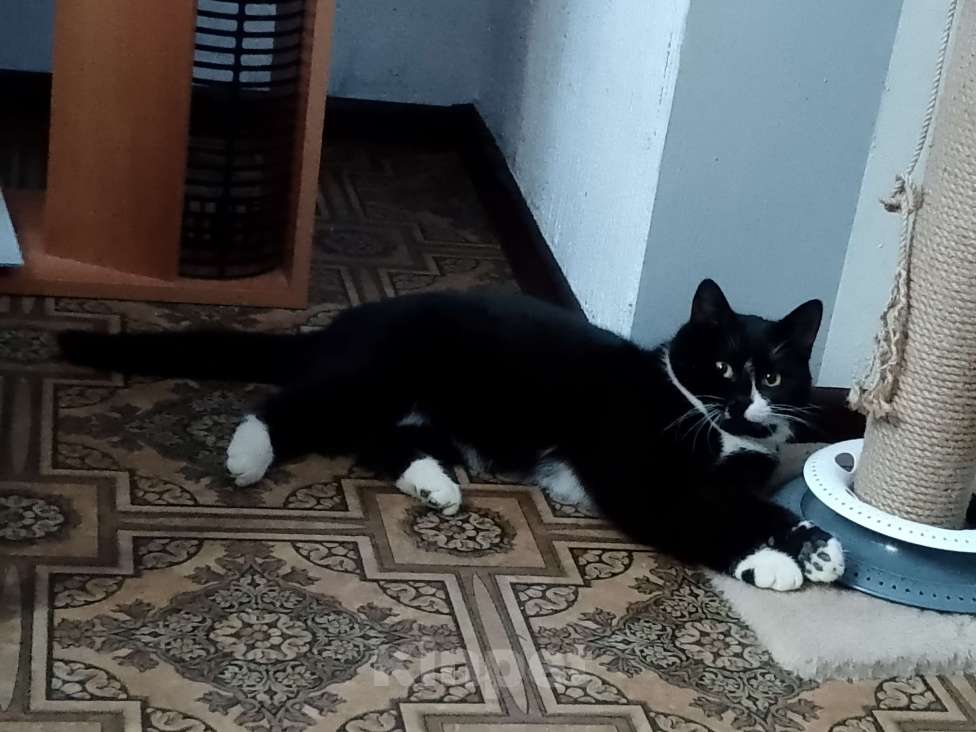 Кошки в Москве: Котик Филя в добрые руки Мальчик, Бесплатно - фото 2