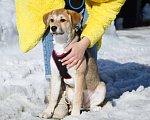 Собаки в Москве: Лилуша ищет дом Девочка, Бесплатно - фото 4
