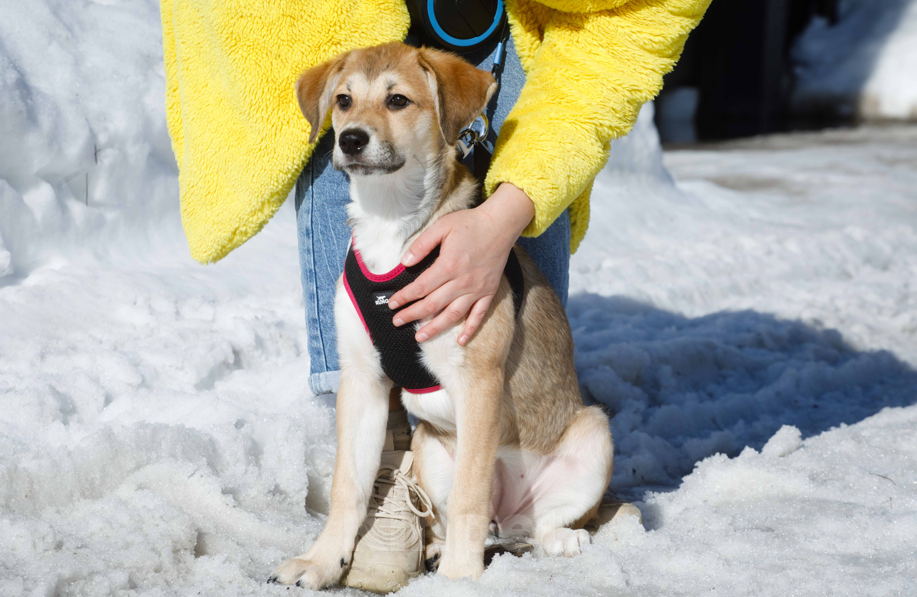 Собаки в Москве: Лилуша ищет дом Девочка, Бесплатно - фото 4