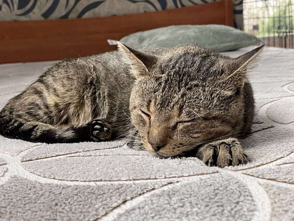 Кошки в Санкт-Петербурге: Котик ищет дом Мальчик, Бесплатно - фото 3