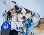Собаки в Москве: Жорж – деликатный и ласковый пес. Ищет дом! Мальчик, Бесплатно - фото 1