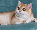 Кошки в Владивостоке: Британский котёнок редкого окраса Девочка, 100 000 руб. - фото 3