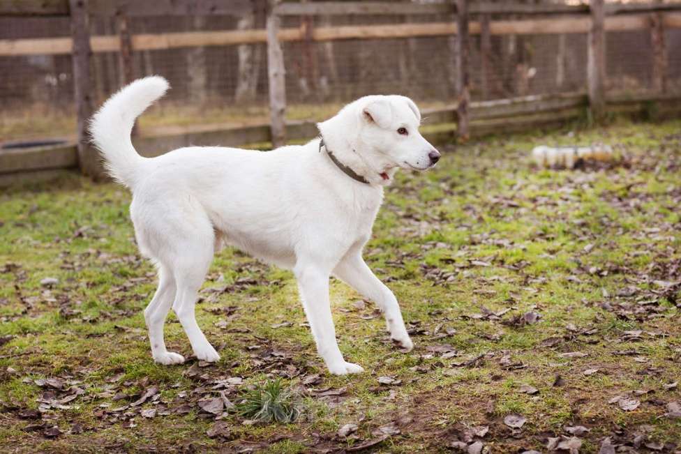 Собаки в Москве: Бельчик - ищет дом и семью Мальчик, Бесплатно - фото 2