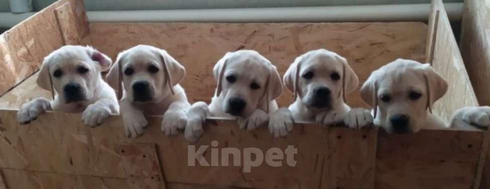 Собаки в других городах Ульяновской области: В поиске самых лучших родителей Девочка, 80 000 руб. - фото 2