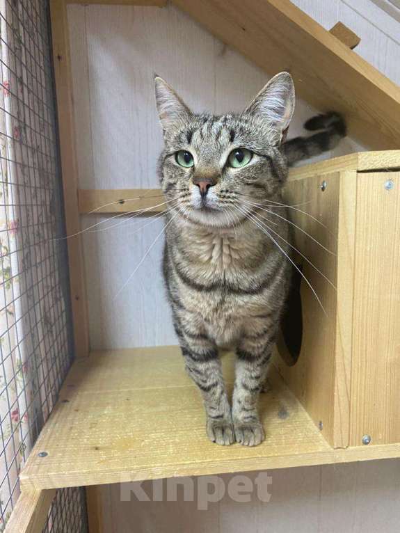 Кошки в Москве: Его оставили в деревне после лета. Зимой он едва выжил Мальчик, Бесплатно - фото 5