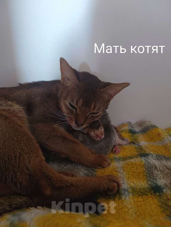 Кошки в Ростове-на-Дону: Абиссинский котёнок мальчик, окрас голубой Мальчик, 17 000 руб. - фото 2