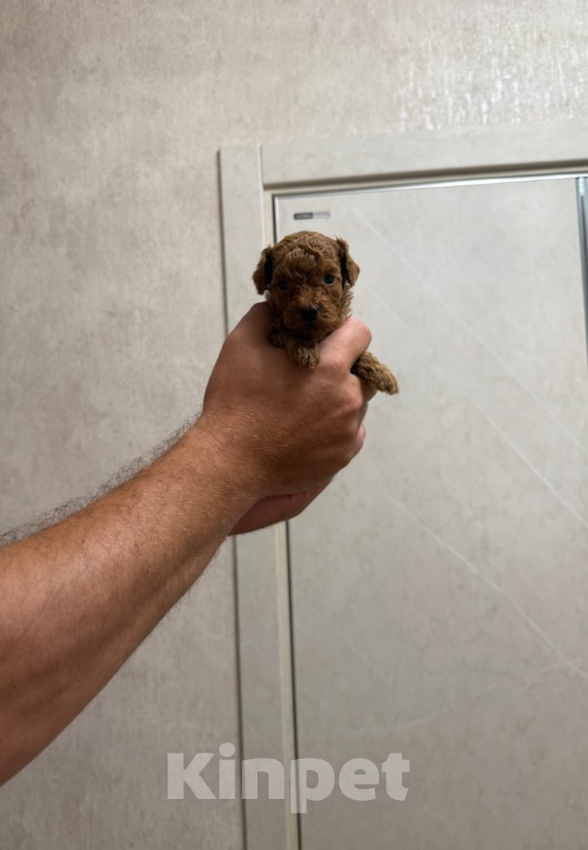 Собаки в Москве: Мальчик Мальчик, 50 000 руб. - фото 1