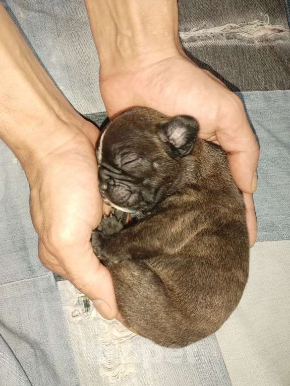 Собаки в Раменском: Щенки французского бульдога  Девочка, 20 000 руб. - фото 8