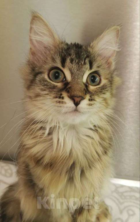 Кошки в Москве: Красотка Элен мечтает о доме Девочка, Бесплатно - фото 6