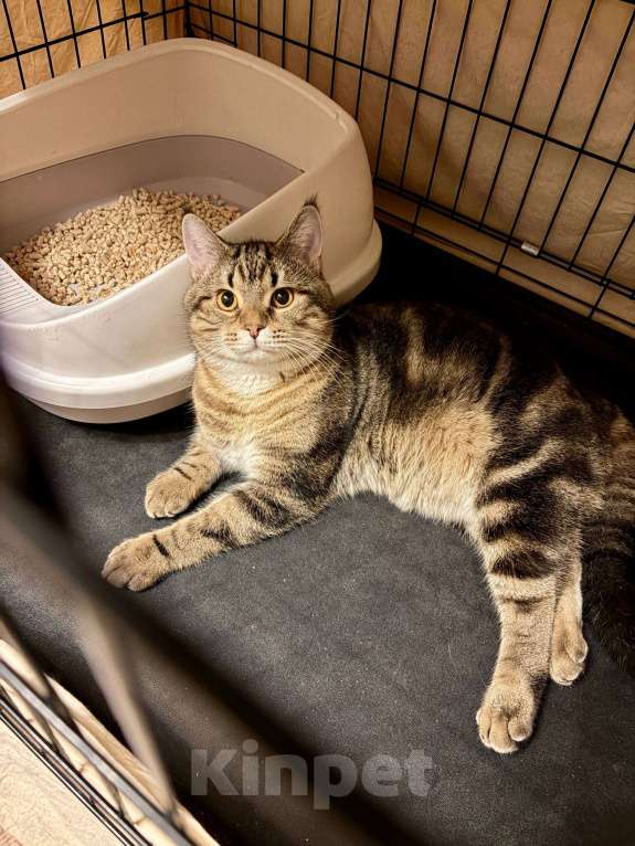 Кошки в Королеве: Томми котенок шотландской прямоухой (по папе) Мальчик, 5 000 руб. - фото 3