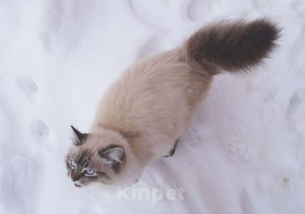 Кошки в Краснодаре: Невская маскарадная котенок Барэль очень пушистый в окрасе колор поинт Мальчик, 27 000 руб. - фото 5