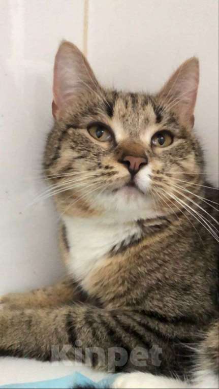 Кошки в Москве: Очаровательная Булочка ищет дом   Девочка, Бесплатно - фото 4