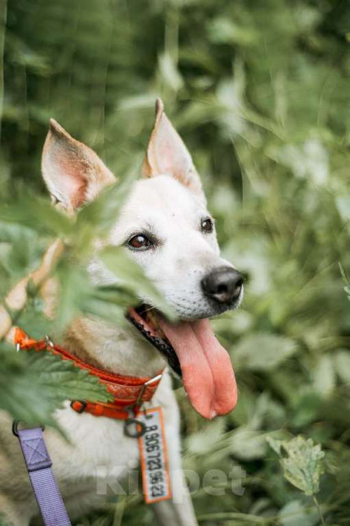 Собаки в Ивантеевке: Пёс, который ждет Мальчик, Бесплатно - фото 2