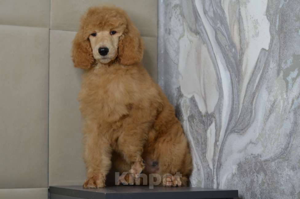 Собаки в Москве: Щенки королевского пуделя Мальчик, 65 000 руб. - фото 4