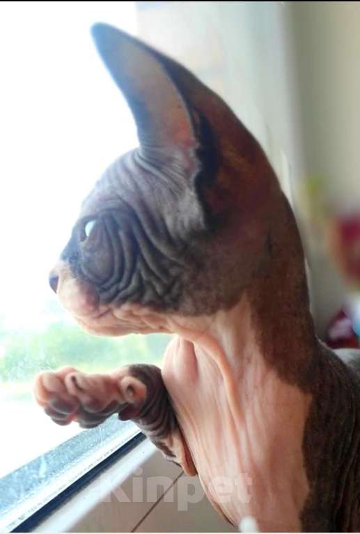 Кошки в Москве: Канадский сфинкс, двэльф , бамбино Мальчик, 15 000 руб. - фото 2