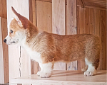 Собаки в Можайске: Вельш-корги пемброк Миранда Голдэн Блисс Девочка, 70 000 руб. - фото 5