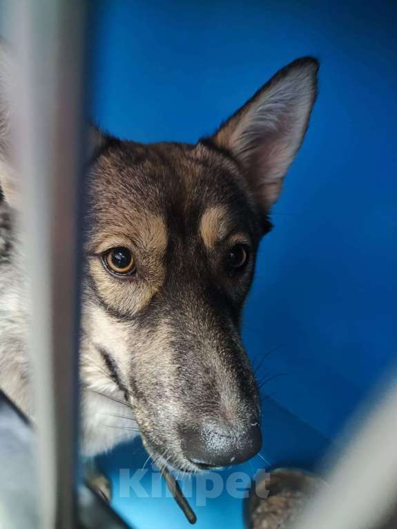 Собаки в Москве: Арья. Умная собака на выпуск на улицу Девочка, Бесплатно - фото 5