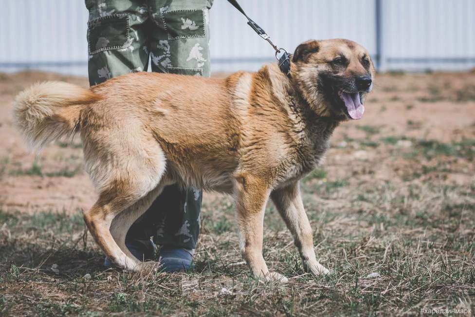 Собаки в Москве: Пыжик Мальчик, Бесплатно - фото 3