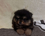 Собаки в других городах Тульской области: Померанский шпиц  Мальчик, 60 000 руб. - фото 2