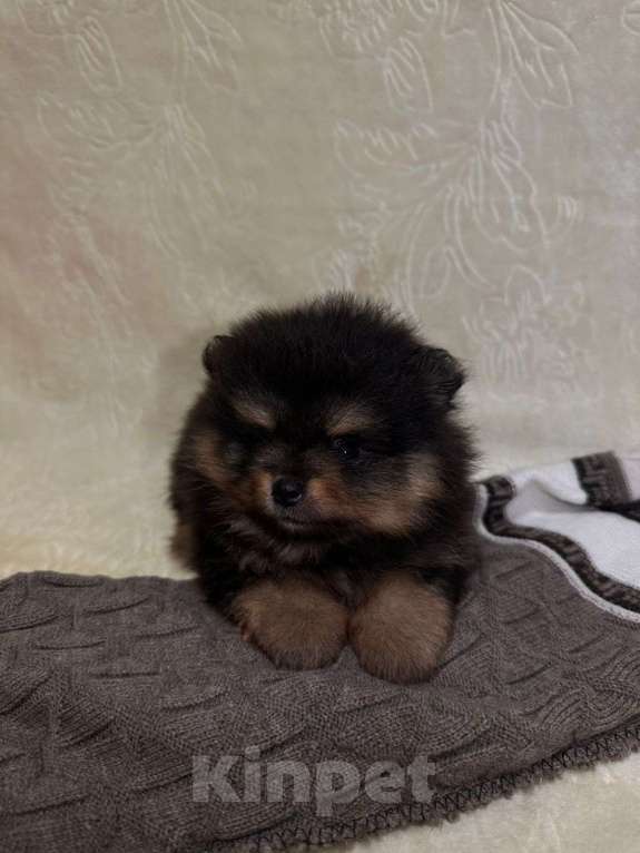 Собаки в других городах Тульской области: Померанский шпиц  Мальчик, 60 000 руб. - фото 2