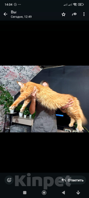 Кошки в Москве: Котенок мейн кун Мальчик, 70 000 руб. - фото 5