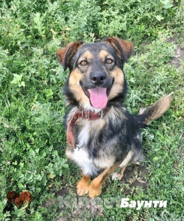 Собаки в Тамбове: Пропала Баунти Девочка, 5 000 руб. - фото 5