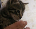Кошки в других городах Ленинградской области: Серьёзный мальчик Мальчик, Бесплатно - фото 1