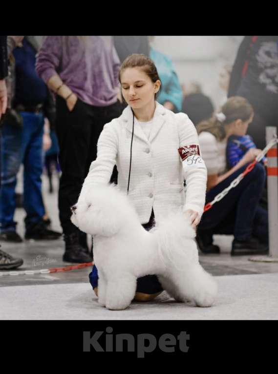 Собаки в Барнауле: Девочка РКФ Девочка, 90 000 руб. - фото 3