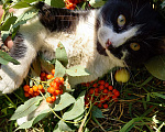 Кошки в Дзержинском: Отдам Котят в добрые руки Мальчик, 1 руб. - фото 4