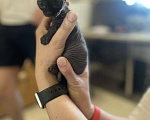 Кошки в Химках: Котята сфинксы  Мальчик, 10 000 руб. - фото 3