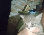 Кошки в Мелеузе: Котята, Бесплатно - фото 1