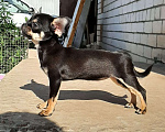 Собаки в Кинели: щенок чихуахуа Девочка, 40 000 руб. - фото 1