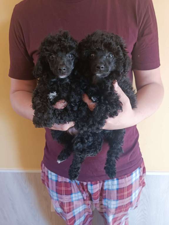 Собаки в Санкт-Петербурге: Той пудель Разнополые, 50 000 руб. - фото 3