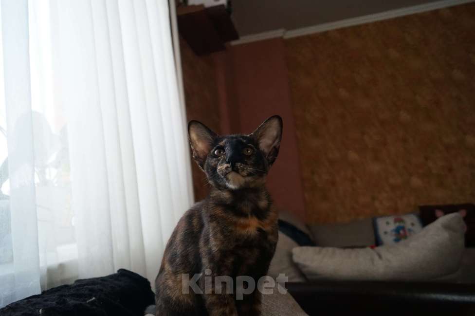 Кошки в Новосибирске: Продам Ориентальных котят Девочка, 20 000 руб. - фото 4