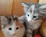 Кошки в Москве: Норвежские лесные котята Девочка, Бесплатно - фото 4