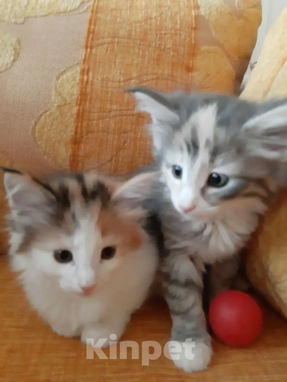 Кошки в Москве: Норвежские лесные котята Девочка, Бесплатно - фото 4