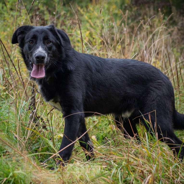 Собаки в Москве: Найт Мальчик, Бесплатно - фото 3