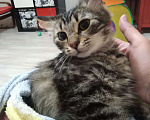 Кошки в Санкт-Петербурге: Котята девочки Девочка, Бесплатно - фото 7