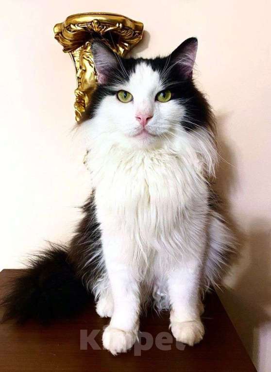 Кошки в Москве: Нежный пушистый красавец Рычардо Мальчик, Бесплатно - фото 6