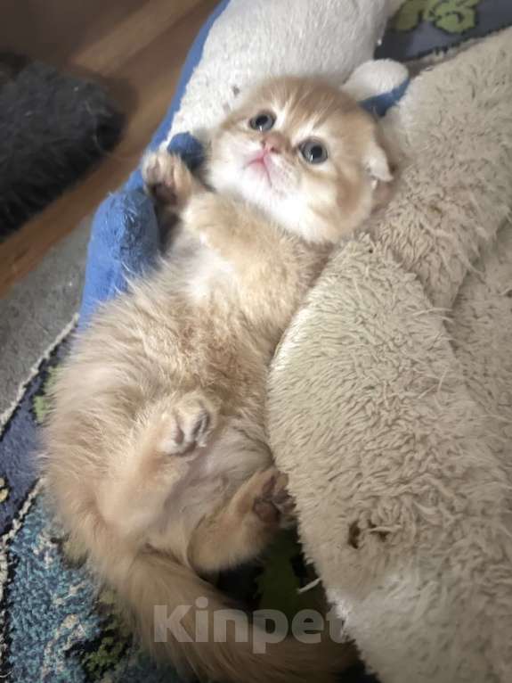 Кошки в других городах Московской области: Шоколадная золотая  вислоухая девочка Девочка, 45 000 руб. - фото 2