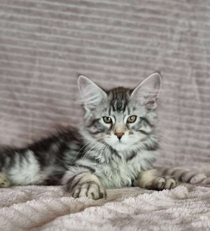 Кошки в Москве: Мальчик мраморного окраса Мальчик, 60 000 руб. - фото 2