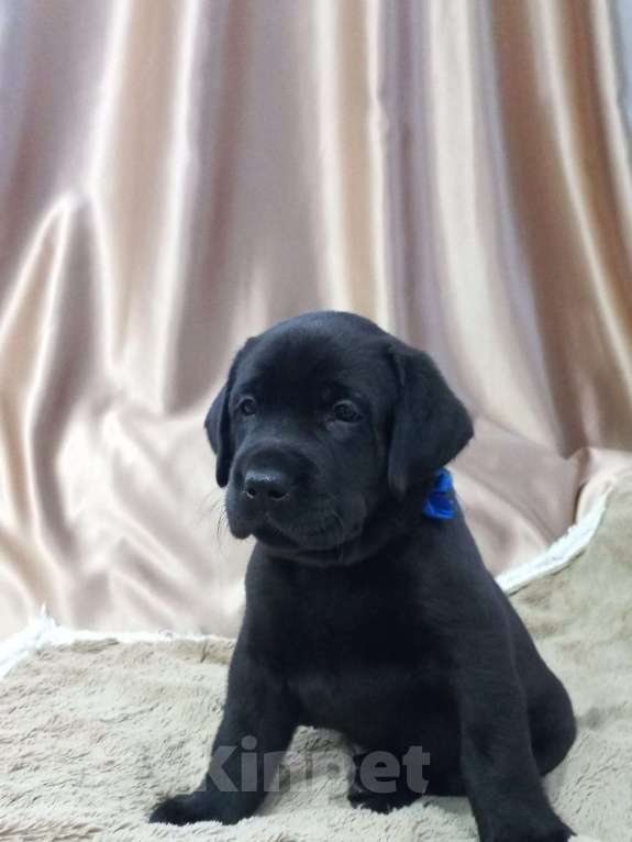 Собаки в Кирове: щенки лабрадора ретривера Мальчик, 40 000 руб. - фото 8
