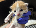 Кошки в Санкт-Петербурге: Котята в добрые руки Мальчик, Бесплатно - фото 2