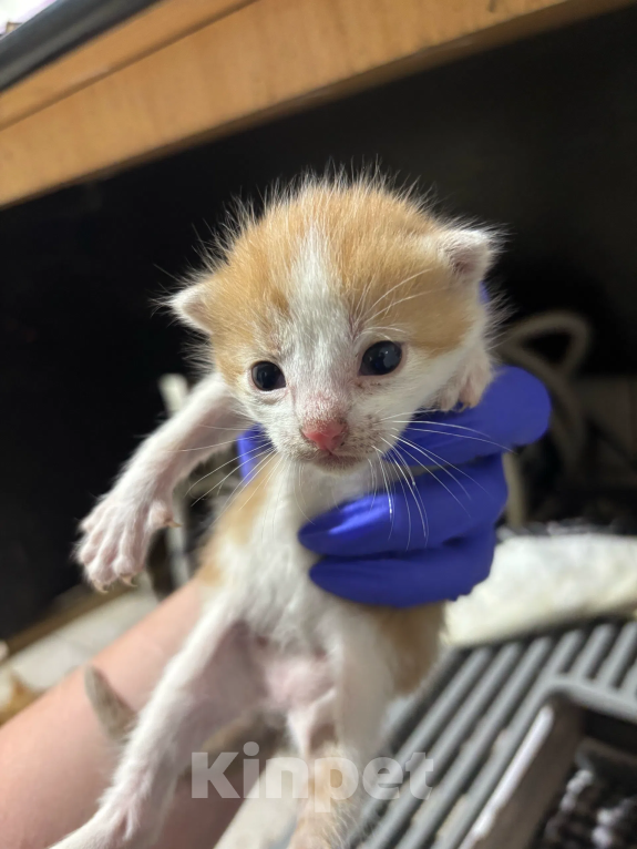 Кошки в Санкт-Петербурге: Котята в добрые руки Мальчик, Бесплатно - фото 2