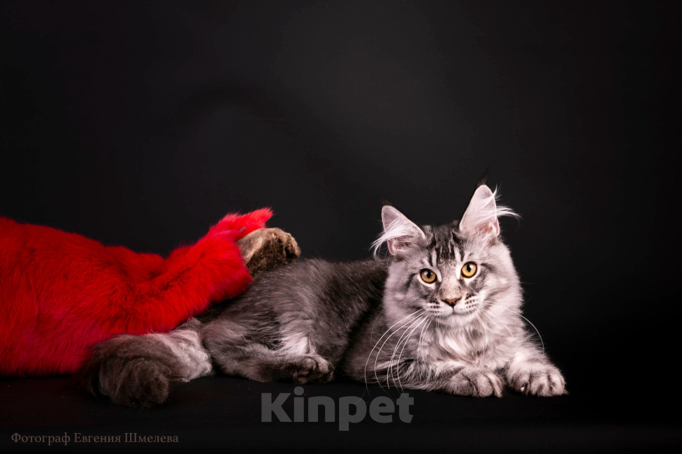 Кошки в Санкт-Петербурге: Котенок мейн-кун Мальчик, 60 000 руб. - фото 2