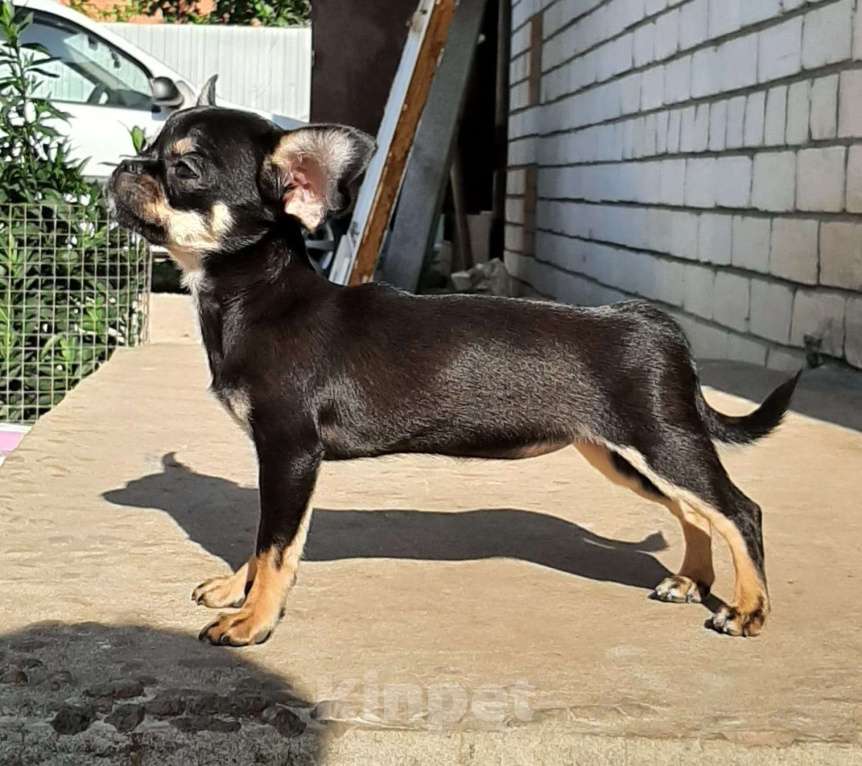 Собаки в Кинели: щенок чихуахуа Девочка, 40 000 руб. - фото 1
